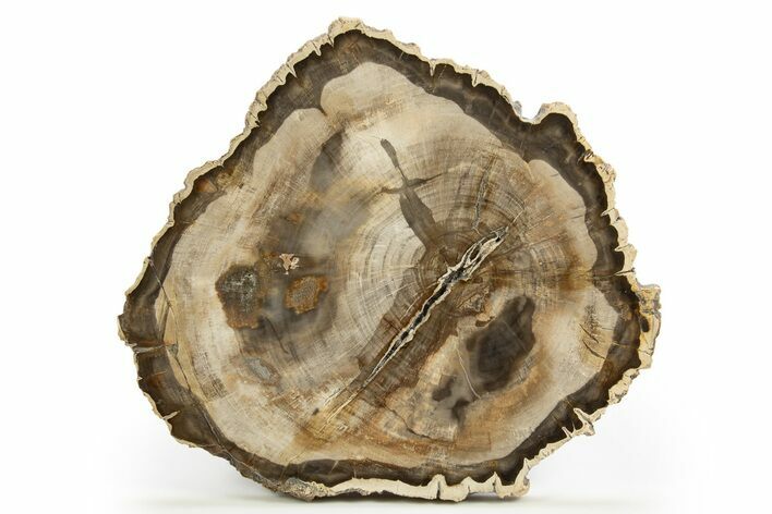 Beautiful Petrified Wood (Araucaria) Round - Madagascar #318414